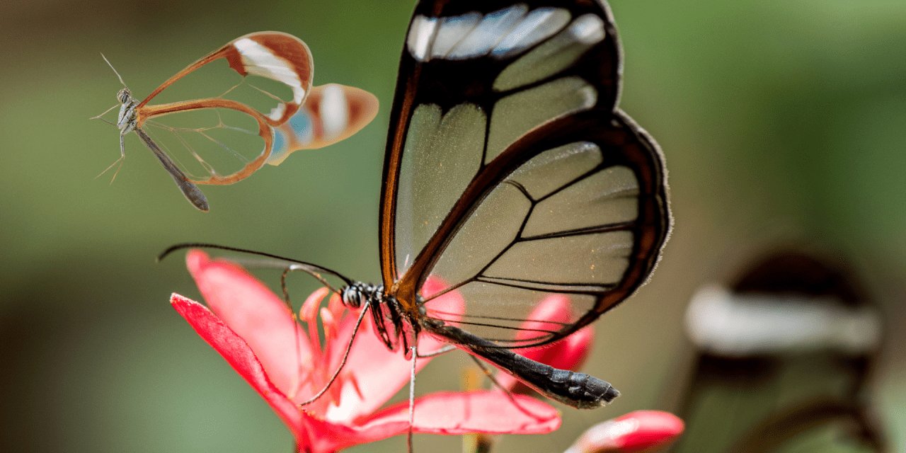 Microsoft joins Anthropic’s Project Glasswing