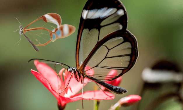 Microsoft joins Anthropic’s Project Glasswing